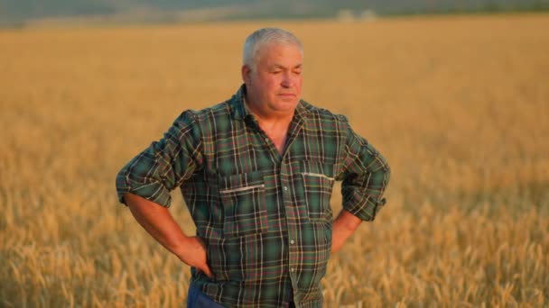 Harvesting Happiness Portrait Senior Farmer Reflects Genuine Contentment Wheat Field — Stock Video