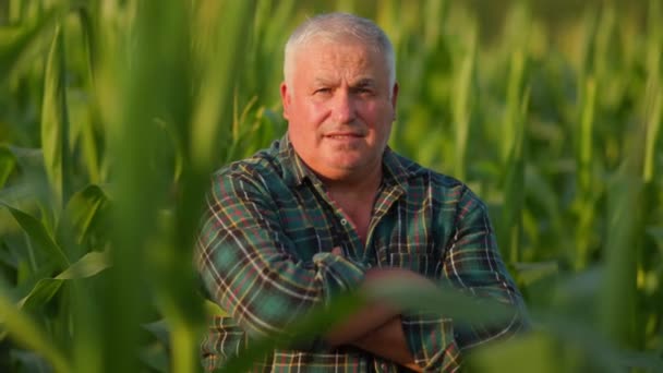 Portrait Cornfield Wisdom Aged Farmer Happy Gaze Speaks Volumes Stands — Stock Video