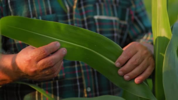 畑のトウモロコシの繊細なトウモロコシの葉の熟練した手を捉えたクローズアップビュー トウモロコシ栽培をオーケストラにした古い農民の手 — ストック動画