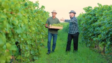 Ön cephede üzüm bağıyla kıdemli şarap imalatçısı dikkatle dinleyen, el hareketi yapan bir ziraatçi, ikisi de sarmaşıkların arasında yürüyor. Güneşli bir günde hasat devam ediyor..