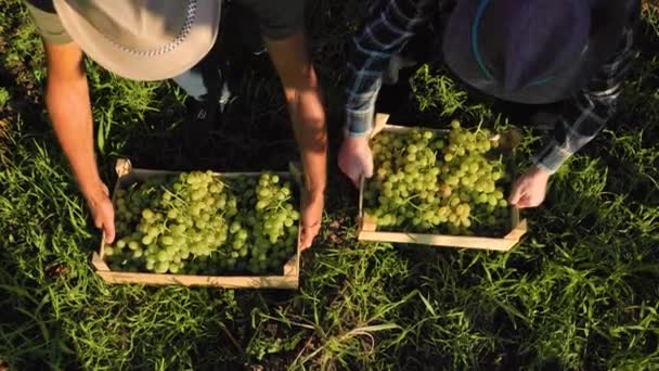 Bovenaanzicht Onherkenbaar Druivenoogst Twee Boeren Van Arbeider Mannen Wijnmaker Ging — Stockvideo