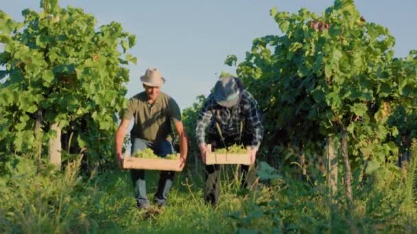 フロントビューブドウ畑で2つのワインメーカーの男性農家の収穫 笑顔を議論地上話からボックスブドウを拾う 農学者は栽培されたブドウ植物の品質をチェックします 天気もいいし外も暑いし — ストック動画
