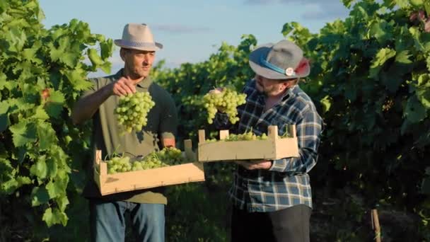フロントビュー2つのワイン生産者の農家の友人は ブドウの他の束でお互いを示す一方で箱を保持ブドウ畑の行の間に立っている 天気の良い日の収穫時間 — ストック動画