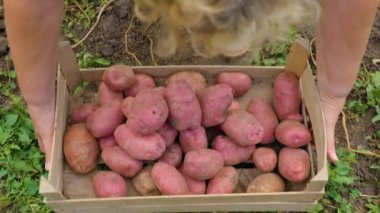 Close up of the hands of a woman worker picking up large potatoes from the ground, fertile soil pouring through her fingers. The harvest was good and high quality. Unrecognizable. Shooting from above.