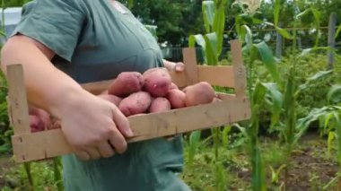 Sebze bahçesindeki kadın çiftçide çekilen bir kutu taze çiğ patates taşıyordu. Güneşli, verimli bir gün. Tanınmaz halde. Arkaplan toprağı ve alanı.