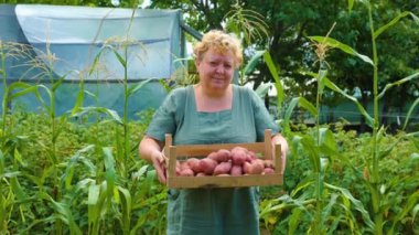 Front view looking at camera an elderly woman worker stands in the garden and holds a box with a potato harvest in her hands. She is happy and proudly. Background home garden, potato field.