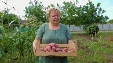 Öndeki kadın çiftçi kutuda büyük organik patates hasadı taşıyor. Hasat şık, sebzeler büyük, temiz, arka plan sebze bahçesi, bahçedeki toprak..