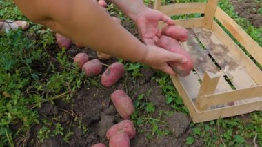 Close up front view potatoes in a wooden box, female hands harvest potatoes from the ground, unrecognizable. Good working day, clear day, soil background.