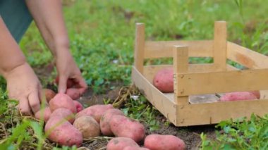 Close up front view potatoes in a wooden box, female hands harvest potatoes from the ground, unrecognizable. Good working day, clear day, soil background.