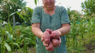 Top view unrecognizable close up of large delicious potato vegetable in the hands of a male farmer. A field worker shows the harvest at the harvest site.