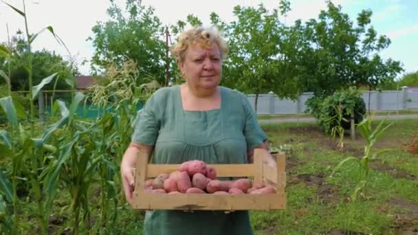 Elölnézeti Farmer Szállít Termés Nagy Bio Burgonya Dobozban Kiderült Hogy — Stock videók