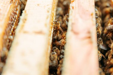 Arıları bal ve böceklerle dolu bir kovan çerçevesine kapatır. Zengin arılar. Çalışan bir arı topluluğu 24 saat bal üretir..