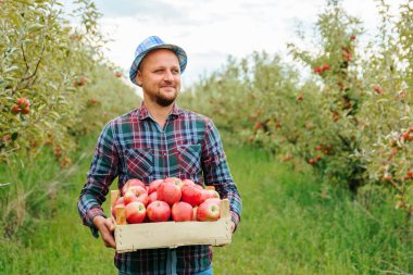 Önden bakan mutlu genç çiftçi elinde elma hasadı dolu bir sandıkla uzaktan bakıp gülümsüyor. Bulanık arkaplan, elma bahçesi, kopyalama alanı. Zengin hasat. Çiftçilik kavramı.