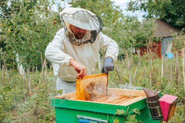 Koruyucu takım elbiseli bir çiftçi büyük bir arı kovanında bal peteğiyle çalışır. Bal üretimi için verimli bir yıl. Arı kovanları mükemmel bal yapar..
