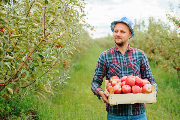 Blurred background copy space young farmer man proudly looks away smiles holds a box with fresh ripe red apples in hands. Family business is booming. Harvest year. Happiness on face of garden worker.