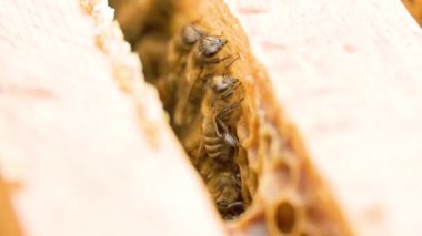 Kovandaki arılar balla ahşap çerçevelerde sürünüyorlar. Bal petekleri görünür. Organik bal üretimi. Lezzetli çiçekli Apiary tatlım. Arılar çalışıyor..