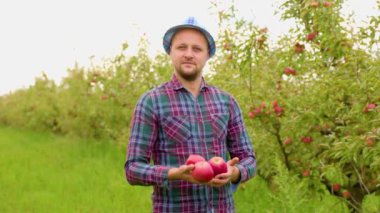 Genç bir çiftçi bir elma bahçesinde duruyor ve elinde üç elma tutuyor. Olgun meyveler ağaçta yetişir. İşçi ekose gömlek ve güneş şapkası giyiyor. Bulanık arkaplan.