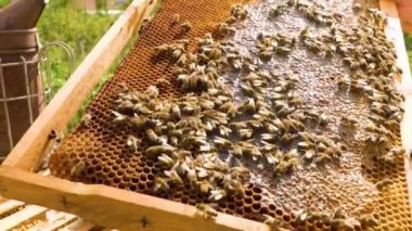 Arıları bal ve böceklerle dolu bir kovan çerçevesine kapatır. Zengin arılar. Çalışan bir arı topluluğu 24 saat bal üretir..