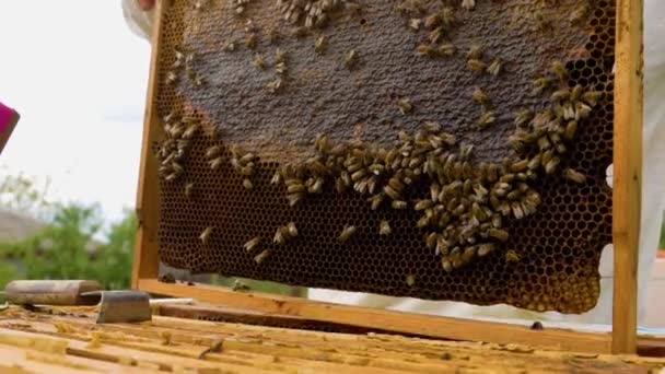 Close Bee Swarm Sitting Honeycomb Honey Frame Hands Unrecognizable Beekeeper — Vídeo de Stock