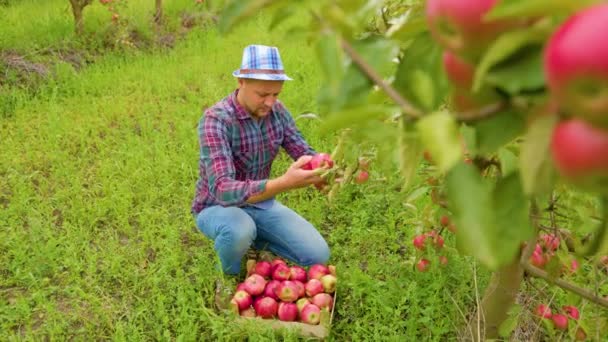 Der Bauer Mit Dem Hut Apfelgarten Sammelt Äpfel Erntezeit Landwirtschaft — Stockvideo
