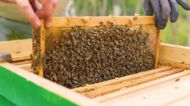 Пчеловод Защитном Костюме Перчатках Вытаскивает Пчел Медовой Рамы Фоне Зеленых — стоковое видео