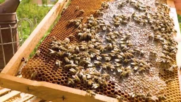 Zamknij Klatki Pszczół Ula Ramki Pełne Miodu Owadów Bogata Pasieka — Wideo stockowe