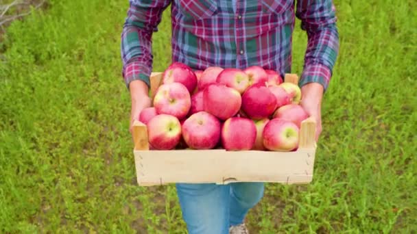 Önden Bakıldığında Tanınmayan Çiftçi Adam Tarım Standı Elma Bahçesinde Olgun — Stok video