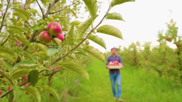 選択的なフォーカス若い男性農夫は 果樹園の笑顔で歩き 彼の手に大きな赤いリンゴが入った箱を持っています リンゴの果樹園では 天気は労働日の終わりに良いです — ストック動画