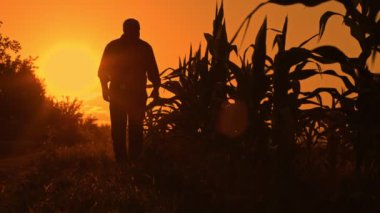 Bir çiftçi, örgülerin ortasında, Tranquil Haven 'da yürür. Yaşlanmış bir çiftçi portresi, altın hasatla ilgilenmekten kaynaklanan sükuneti yansıtır..