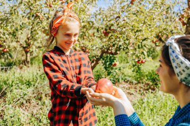 Başarılı bir elma toplama görevindeyken meyve bahçelerinin güzelliğine hayran olan bir aile..
