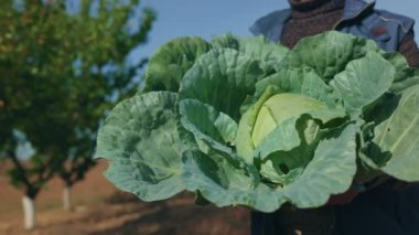 Bıyıklı yaşlı çiftçinin mirası, lahana hasadının büyümesini organize ediyor. Bu 4K araştırmasında, insan ve doğa arasındaki uyumu keşfedin.