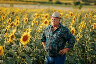 Doğa İşçisi Hedefi görsel içerik ayçiçeği tablosunda yaşlı bir çiftçiyi canlandırıyor. Güneş Öptü Reverie Yaşlı Çiftçi Huzurlu Ayçiçeği Portresi