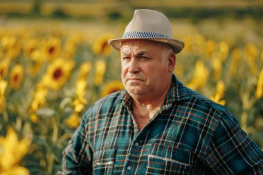 Kültürlü bir Grace. Yaşlı bir çiftçinin ayçiçeklerindeki özünü gösteren bir fotoğraf. Ayçiçeklerinin ortasındaki Tarımsal Huzur Yaşlı Çiftçi