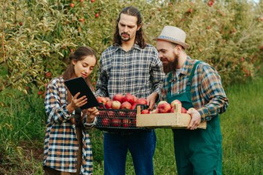 Önden bakan üç genç çiftçi ellerinde kutular olan erkekler tablet aile çiftçiliği kavramına sahip kadınlar. Aile mesleği elma bahçesi genç girişimciler ziraatçiler yeşil meyve bahçesi.