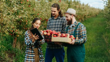 Üç genç çiftçi gerçekten mutlu elma hasadı yapıyor. Gülümseyen kız, erkeklere meyvelerle nasıl başa çıkılacağını öğretiyor. Aile işleri iyi gidiyor, çiftçiler mallarını nasıl idare edeceklerini öğreniyorlar..