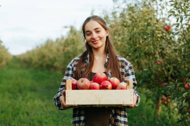 Meyve bahçesinde bir kasa dolusu elması olan genç bir kadın çiftçi var. Neşeli meyve bahçesindeki yakışıklı işçinin portresi.
