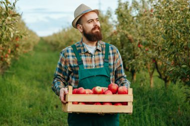 Meyve bahçesinde sakallı ve elma dolu bir sandık şapkalı genç bir çiftçi var. Neşeli meyve bahçesindeki işçinin portresi.