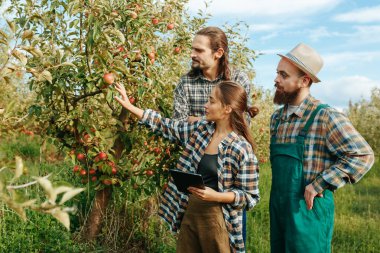 Ön manzara 3 genç çiftçi aile bahçesi elma denetçisi kadın erkeklere bir şey gösteriyor. Eşi ve kardeşi olan koca, güzel elma bahçelerinin arka planına karşı. Gülümse ve mutlu ol..