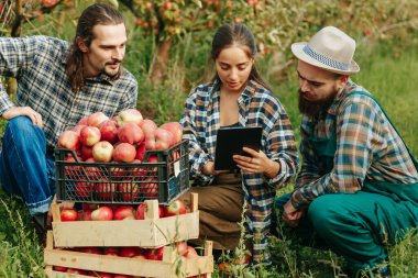 Önden bakan üç genç çiftçi. Elma bahçesine çömelmiş. Elma sepeti üzerinde ciddi bir şekilde el kol hareketi yapıyorlar. Kardeşlerim hasat sürecini nasıl geliştireceğinizi düşünün..