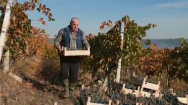 Hasat hikayesi, kıdemli bir çiftçinin elinde lezzetli üzümlerle dolu bir sandık tutarak tarımsal yeterliliğin bir kanıtı olarak üzüm bağında ortaya çıkıyor..
