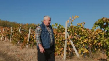 Tarım zarafeti. Deneyimli bir çiftçi, üzüm bağının sıralarında rahatça yürür ve doğanın senfonisini takdir eder..