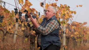 Deneyimli Çiftçi Elleri Hasat Zamanı Poma Üzümlerini Topluyor ve Denetiyor. 