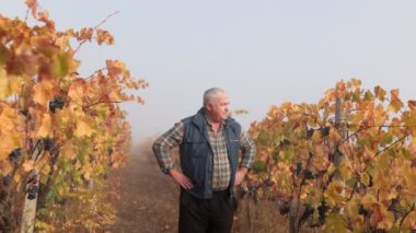 Tarım zarafeti. Deneyimli bir çiftçi, üzüm bağının sıralarında rahatça yürür ve doğanın senfonisini takdir eder..