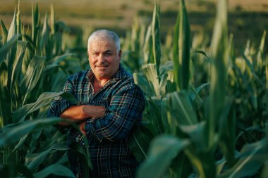 Cornfield Harmony 'de dostça bir gülümsemeyle, yaşlı bir çiftçi mısır saplarının arasında poz verir, portresi doğanın kalbinde bulunan huzuru kutlar..
