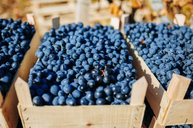 Ellerin dokunmadığı bir sandık üzüm bağını şereflendirir, bozulmamış siyah üzümlerin doğal ışıkta güneşlenişini gözler önüne serer.