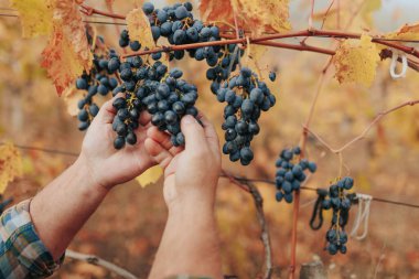 Hasat zamanı üzümlerin kalitesini inceleyen kıdemli bir çiftçinin sunduğu yakın çekim vitrinleri hasat zamanında üzüm bağına daldırılmış..