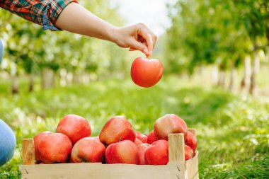 Tanımlanamayacak kadar yakın, olgun, büyük kırmızı elmalar. Bir çiftçi kadın elini tutuyor. Kocaman bir elma bahçesi ve hatta sıra sıra ağaçlar. Meyveli ahşap kutu. Hasat..