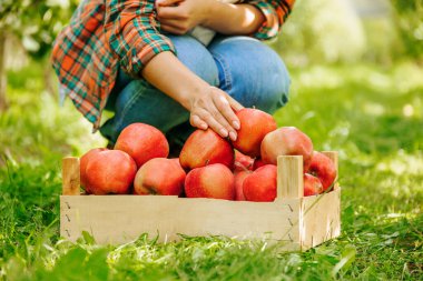 Tahta bir kutunun içinde, tanınmaz halde duran kırmızı elmalar. Kot pantolonlu bir çiftçi kadın mahsullerini topladı. Hasat mevsimi başladı..