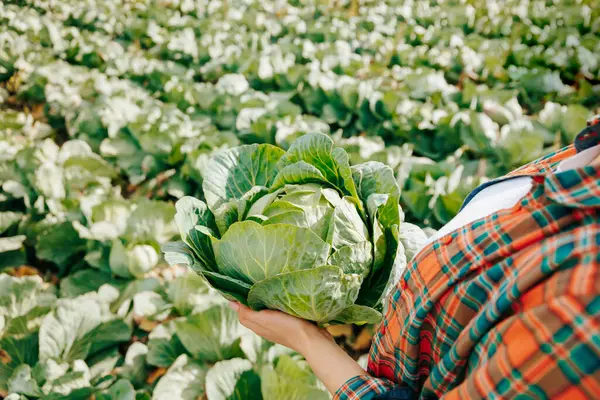 Tanınmayan üst görünüm, bol yeşillikli bir lahana mahsulünün arka planına yakın. Bereketli toprak, zengin hasat çiftçiliği kavramını getiriyor.