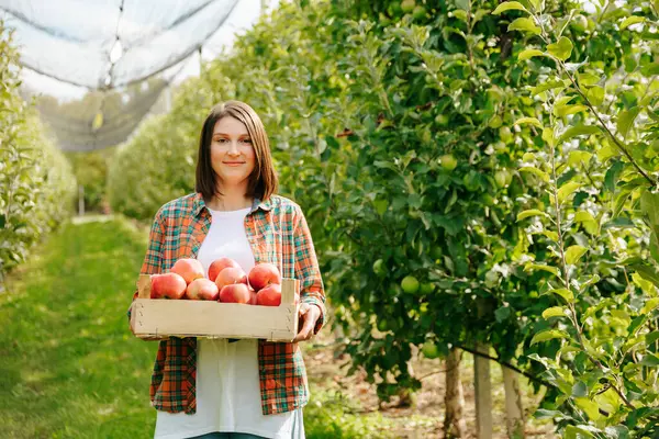 stock image Standing in an apple orchard with a wooden box full of ripe apples in her hands, a young farmer girl smiles. Dressed in a white t-shirt and jeans. Short haircut, brunette, smiling. Front view.